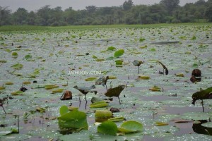 Lake on Rajasthan - Gujarat route