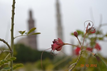 Every petal sings the glory of Allah. — at Sultan Qaboos Grand Mosque.