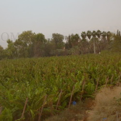 Banana plantation en route to King Hussein bridge