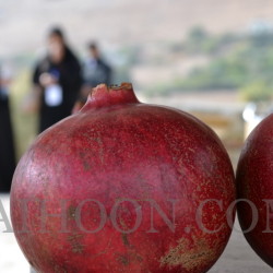 Pomegranates for sale in Jericho.