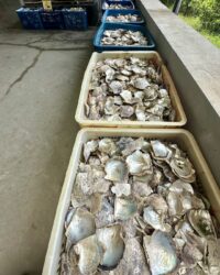 Pearl Farming, Ha long